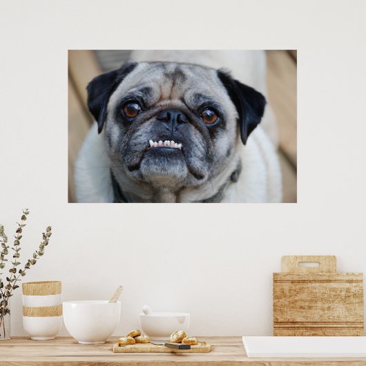 Ein lächelnder Mops Poster (Küche)