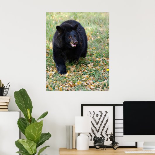 Ein lächelnder schwarzer Bär Poster (Heimbüro)