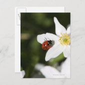 Ein Ladybird auf dem Holzanemon Stockholm Schweden Postkarte (Vorne/Hinten)