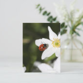 Ein Ladybird auf dem Holzanemon Stockholm Schweden Postkarte (Stehend Vorderseite)