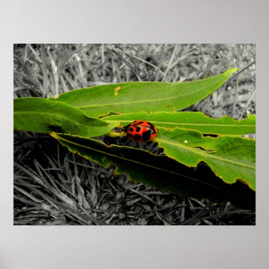 Ein Ladybug auf Blätter Poster (Vorne)