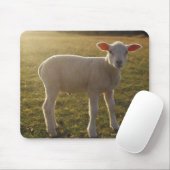 Ein Lamm am Sonnenuntergang in Schweden Mousepad (Mit Mouse)