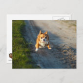 Ein langhaariger, brauner und weißer Chihuahua-Run Postkarte (Vorne/Hinten)