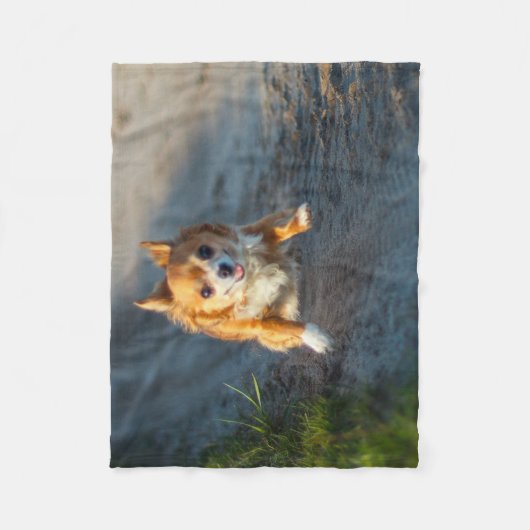 Ein langhaariger brauner und weißer fleecedecke (Vorderseite)