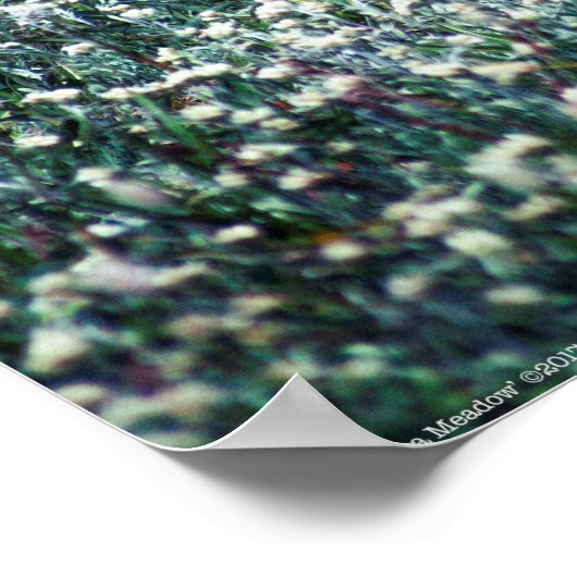 Ein Lark auf der Wiese Poster (Ecke)