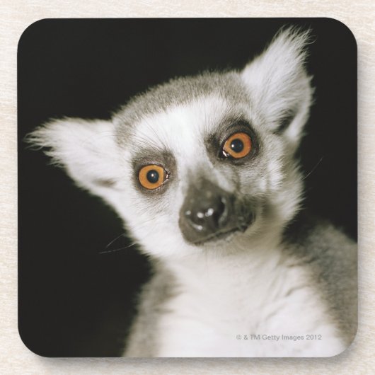 Ein Lemur. Getränkeuntersetzer (Vorderseite)