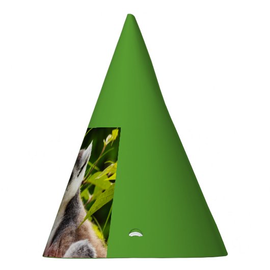 ein Lemur von Madagaskar auf Partyhut (Rechts)