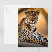 Ein Leopard-Becken in der Sonne Postkarte (Vorne/Hinten)