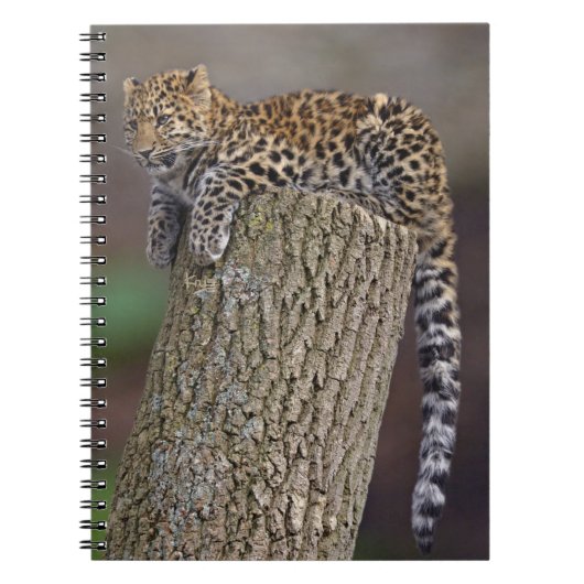 Ein Leopard-Schwanz-Notebook Notizblock (Vorderseite)