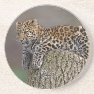 Ein Leoparden-Schwanz-Achterbahn Sandstein Untersetzer