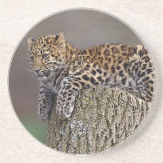 Ein Leopards-Schwanz-Untersetzer Sandstein Untersetzer (Vorne)