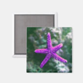 Ein Lila Rocky Beach Magnet (Vorderseite/Rückseite)