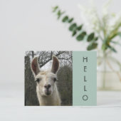 Ein Llama Hello Postcard Postkarte (Stehend Vorderseite)