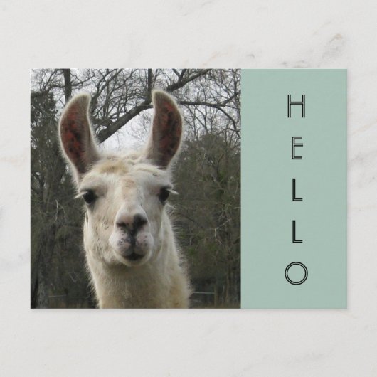 Ein Llama Hello Postcard Postkarte (Vorderseite)