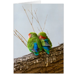 Ein lovebird-Paar auf einer Niederlassung