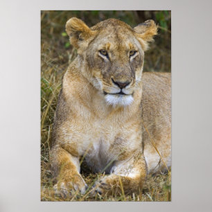 Ein Löwe, der das hohe Gras der Maasai sitzt Poster