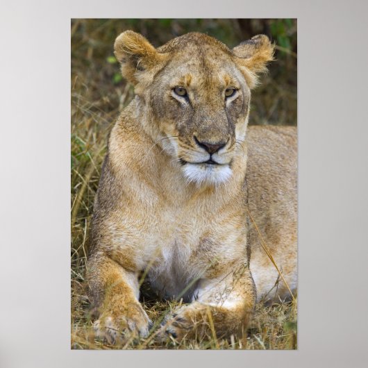Ein Löwe, der das hohe Gras der Maasai sitzt Poster (Vorne)