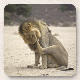 Ein Löwe, der seine hintere Tatze, Kgalagadi Getränkeuntersetzer