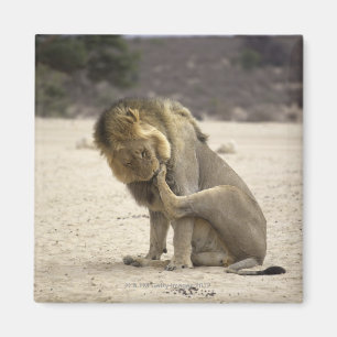 Ein Löwe, der seine hintere Tatze, Kgalagadi Magnet