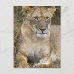 Ein Löwe sitzt im hohen Gras der Maasai Postkarte