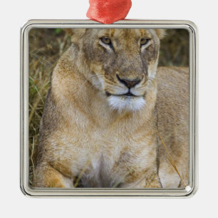 Ein Löwe sitzt im hohen Gras der Maasai Silbernes Ornament