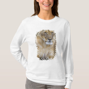 Ein Löwe sitzt im hohen Gras der Maasai T-Shirt