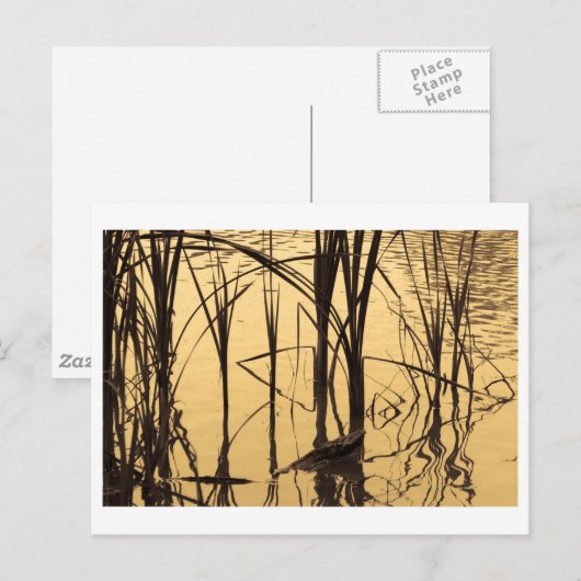 ein Lügner ist Postkarte (Vorne/Hinten)