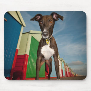 Ein Lurcher stehend vor einigen Strand-Hütten Mousepad