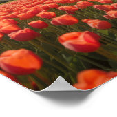 Ein Mädchen im Tulpenfeld Poster (Ecke)