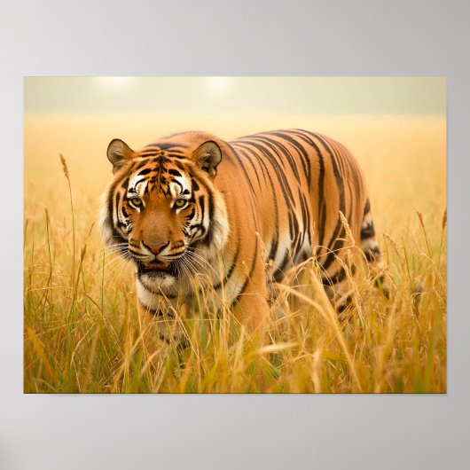 Ein majestätiger Bengal-Tiger Poster (Vorne)