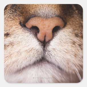 Ein Makro-Bild von Nase und Mund einer Katze. Quadratischer Aufkleber