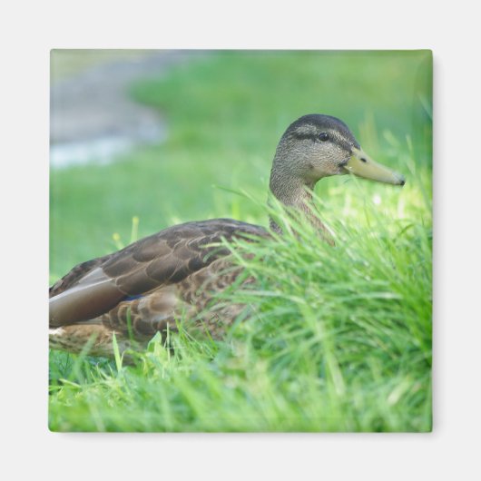 Ein Mallard Magnet (Vorne)