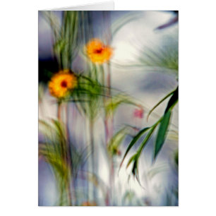 Ein Mangel an Fokus-Blume