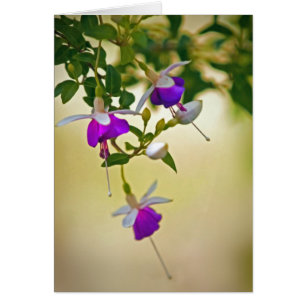 Ein Mangel an Fokus-Fuchsie