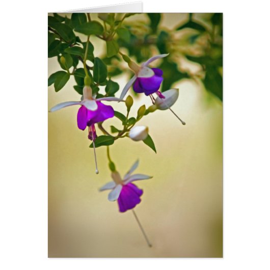 Ein Mangel an Fokus-Fuchsie (Vorne)