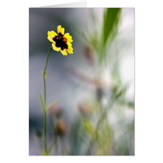 Ein Mangel an Fokus-Single-Blossom (Vorne)