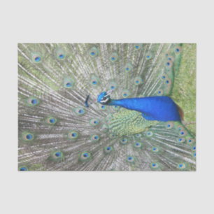 Ein männliche indische Pfau-Fans ist es Schwanz Seidenpapier