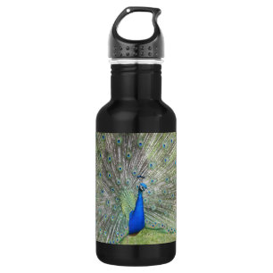 Ein männliche indische Pfau-Fans ist es Schwanz Trinkflasche