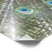 Ein männlicher indischer Pfauenfächer ist Schwanz  Fotodruck (Ecke)