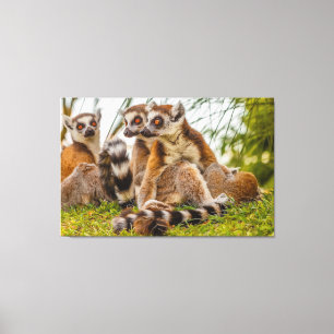ein männlicher Lemur umarmt sein Weibchen auf gesp Leinwanddruck