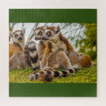 ein männlicher Lemur umarmt sein Weibchen im Rätse