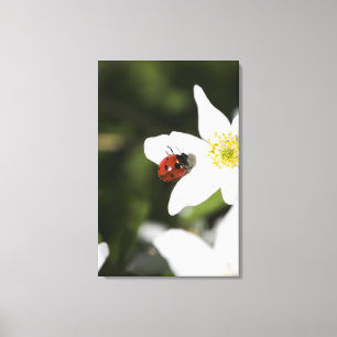 Ein Marienkäfer auf einer hölzernen Anemone Leinwanddruck