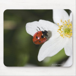 Ein Marienkäfer auf einer hölzernen Anemone Mousepad