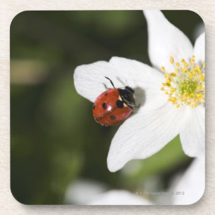 Ein Marienkäfer auf einer hölzernen Anemone Untersetzer
