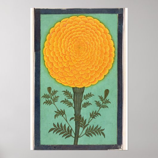 Ein Marigold aus dem kleinen Clive-Album Poster (Vorne)