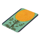 Ein Marigold aus dem kleinen Clive-Album (w/c auf  Magnet (Linke Seite)