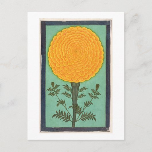 Ein Marigold aus dem kleinen Clive-Album (w/c auf  Postkarte (Vorderseite)