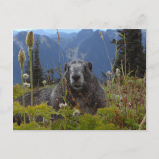Ein Marmot im Paradies im Nationalpark Rainier Postkarte