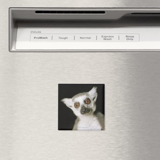 Ein Maulkorb. Magnet (In Situ (Geschirrspüler))