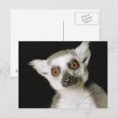 Ein Maulkorb. Postkarte (Vorne/Hinten)